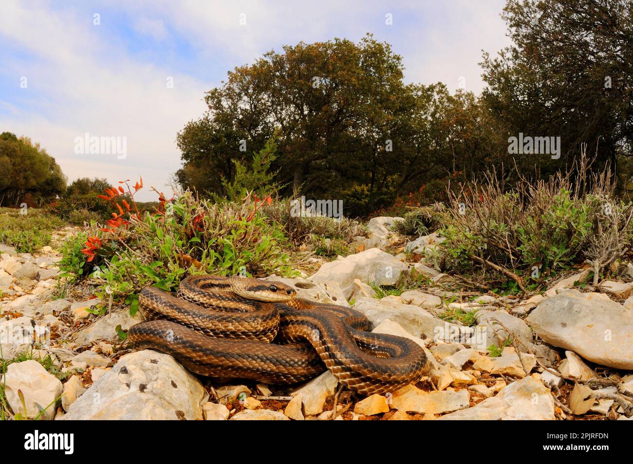 Four-lined Snake (Elaphe quatuorlineata) adult, on rocks in habitat, Croatia Stock Photo