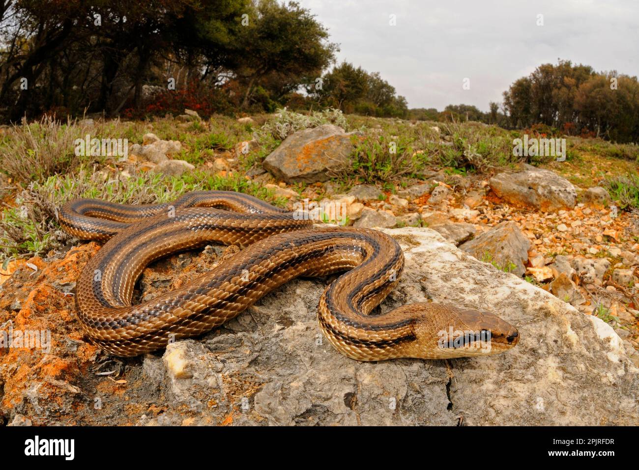 Four-lined Snake (Elaphe quatuorlineata) adult, on rocks in habitat, Croatia Stock Photo