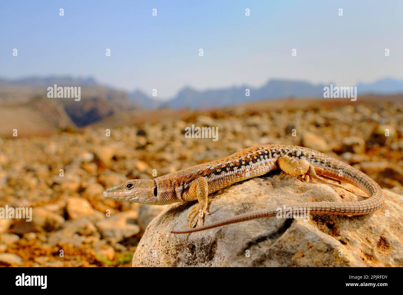 Socotran Wall Lizard (Mesalina balfouri) adult, resting on rock in desert habitat, Socotra, Yemen Stock Photo