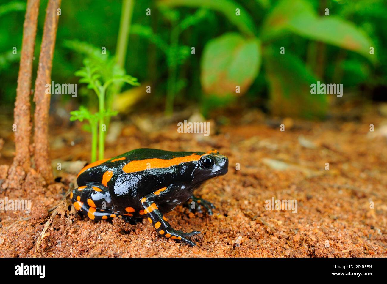 Banded Rubber Frog (Phrynomantis bifasciatus) adult, sitting on ground in coastal forest, Tanzania Stock Photo