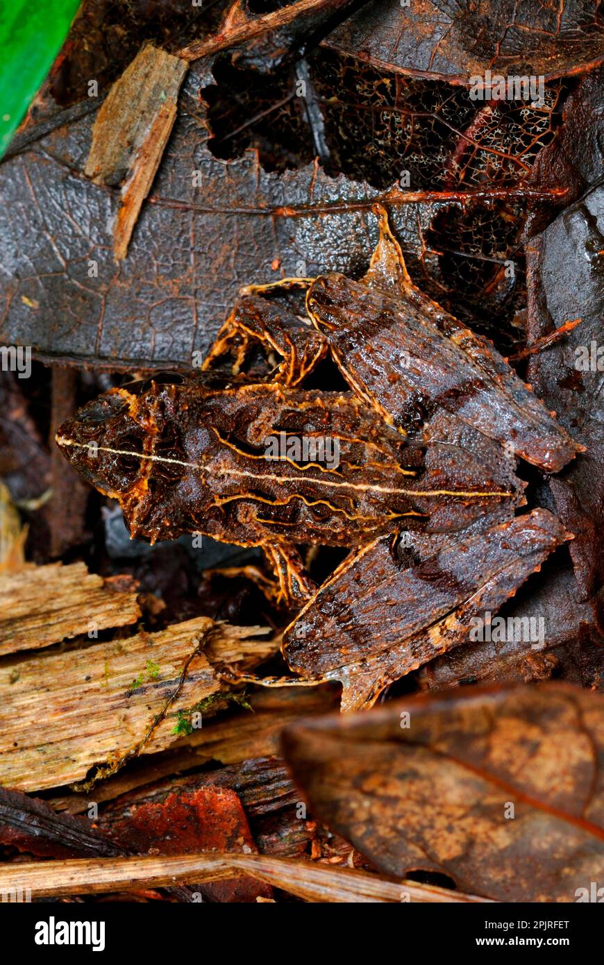 East Betsileo Madagascar Frog (Gephyromantis asper) adult, camouflaged on leaf litter in primary rainforest, Ranomafana N. P. Eastern Madagascar Stock Photo