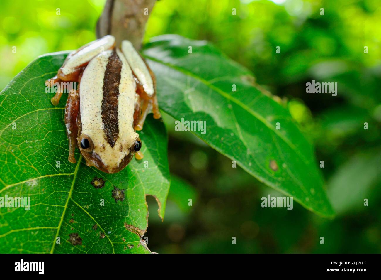 Banana frog, Banana frogs, Reed frogs, Amphibians, Other animals, Frogs, Animals, Fornasini's Spiny Reed Frog (Afrixalus fornasini) adult, sitting on Stock Photo