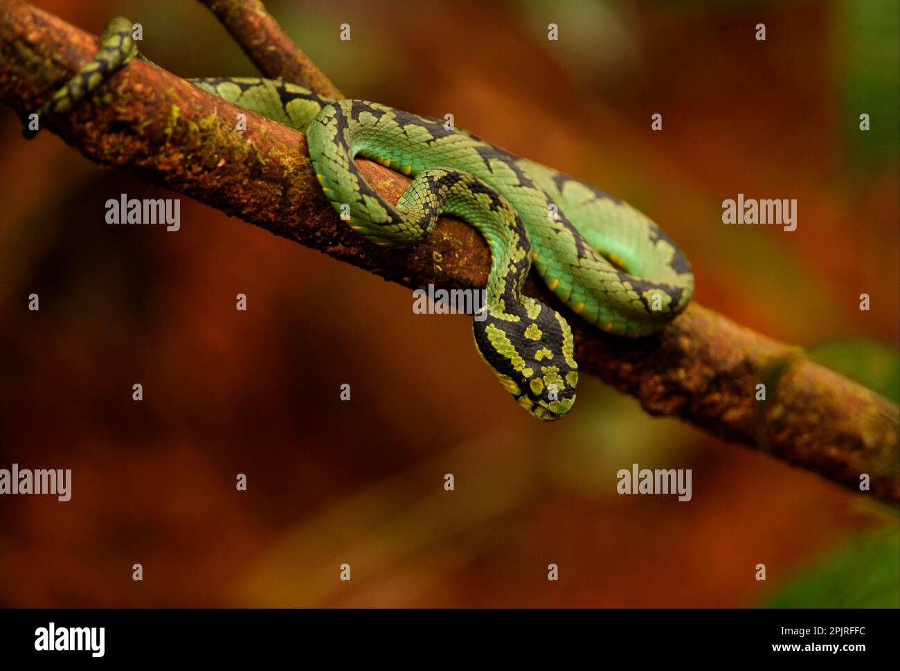 Sri lankan pit vipers (Trimeresurus trigonocephalus), Sri Lanka lance