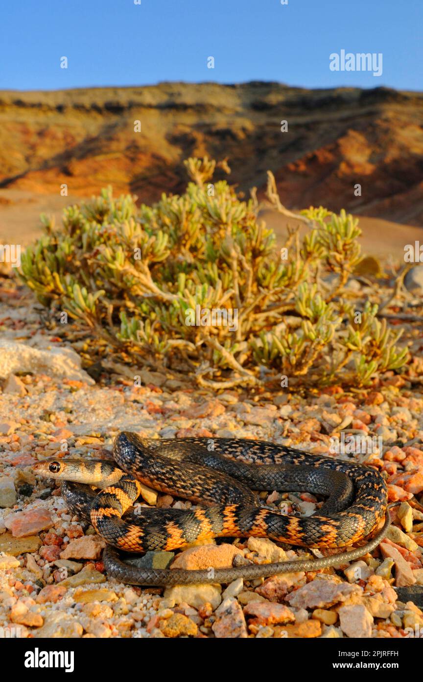 Socotran Racer (Hemerophis socotrae) adult, coiled on stones in desert habitat, Socotra, Yemen Stock Photo