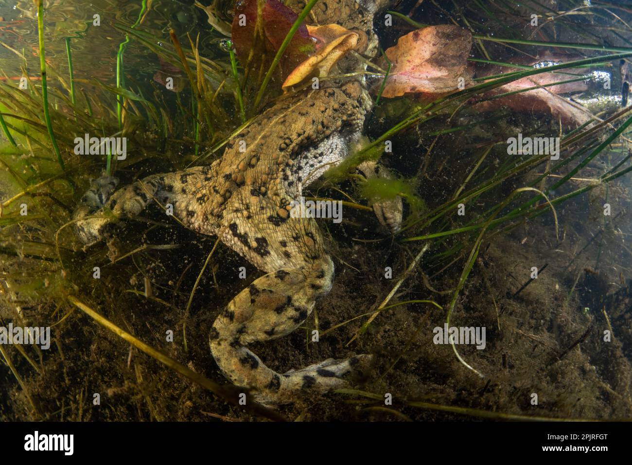 Western toad (Anaxyrus boreas) underwater in a vernal pond in Santa Clara county, California. Stock Photo