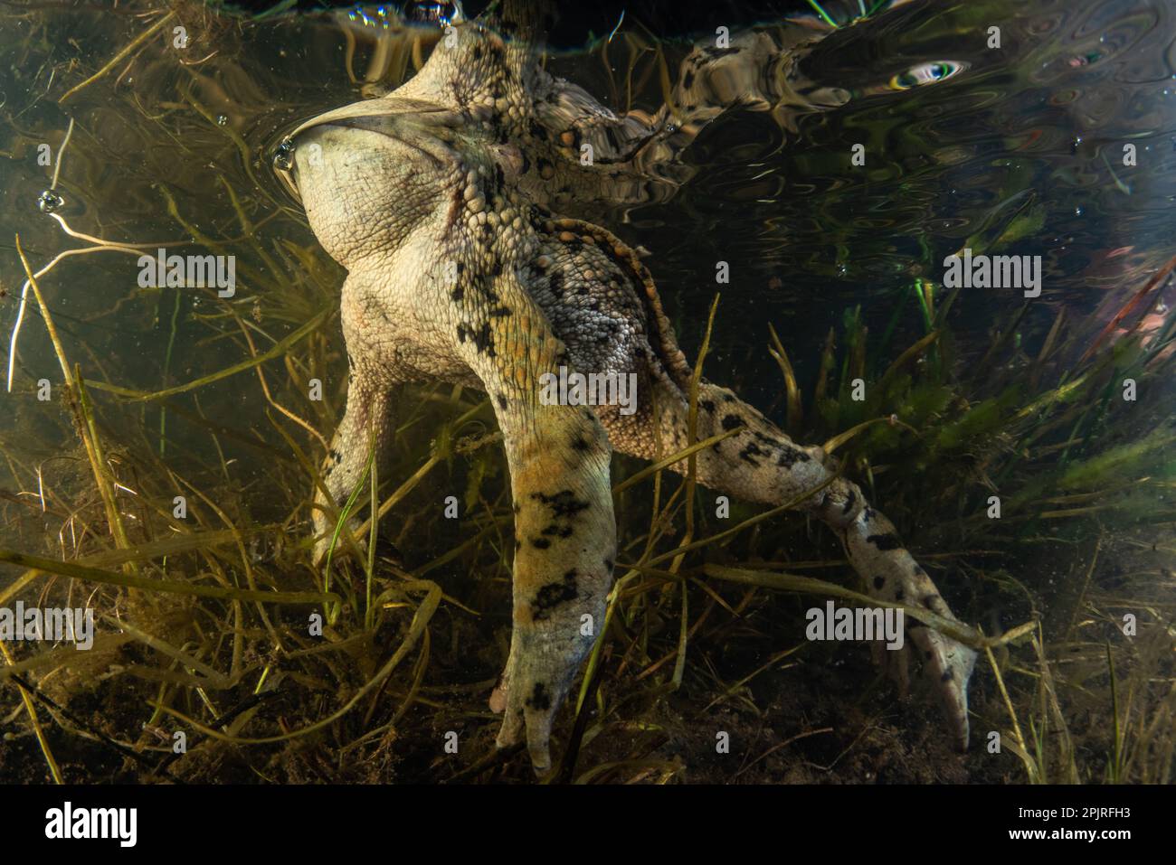 Western toad (Anaxyrus boreas) underwater in a vernal pond in Santa ...