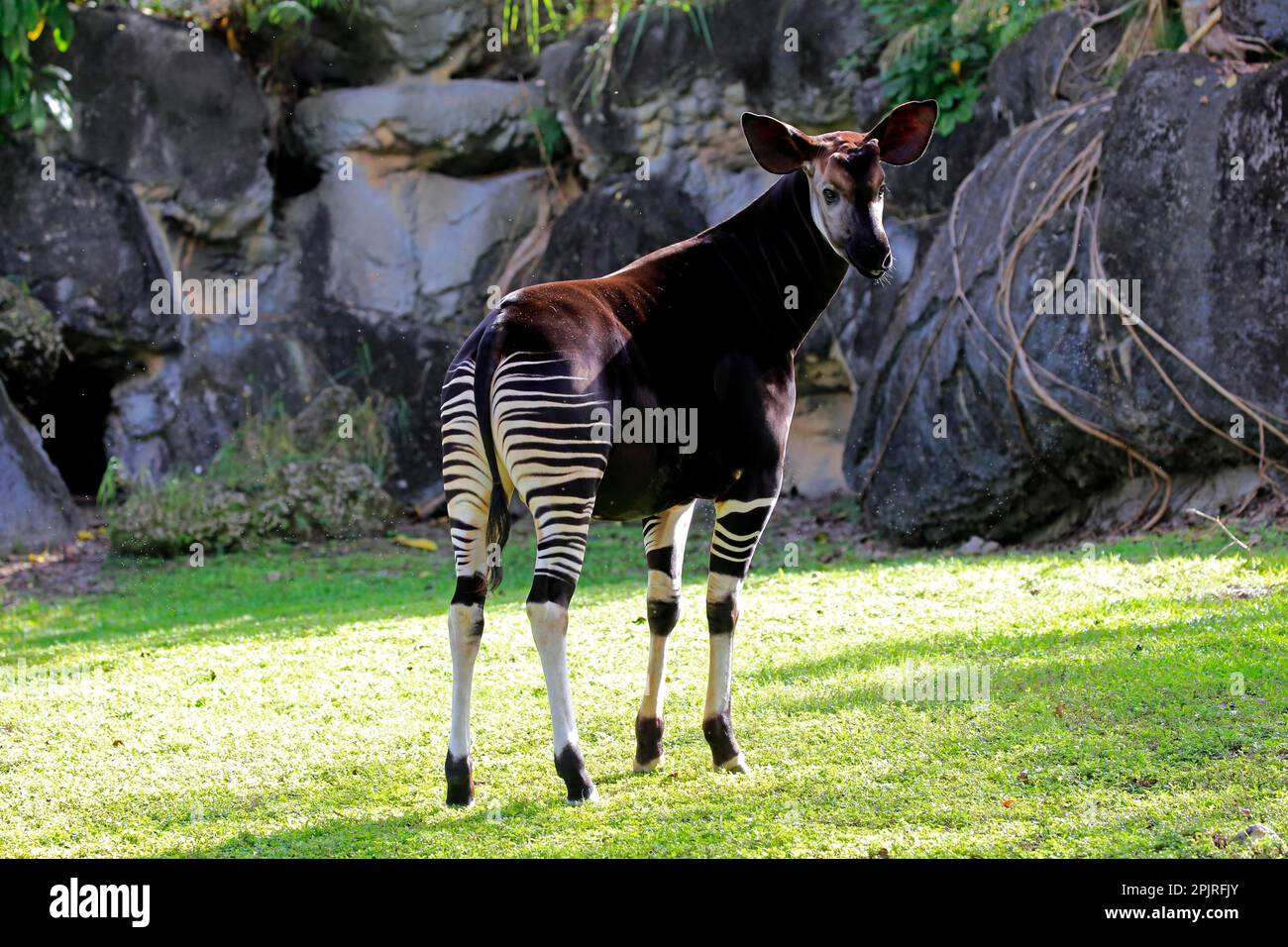 Okapi okapia johnstoni adult hi-res stock photography and images - Alamy