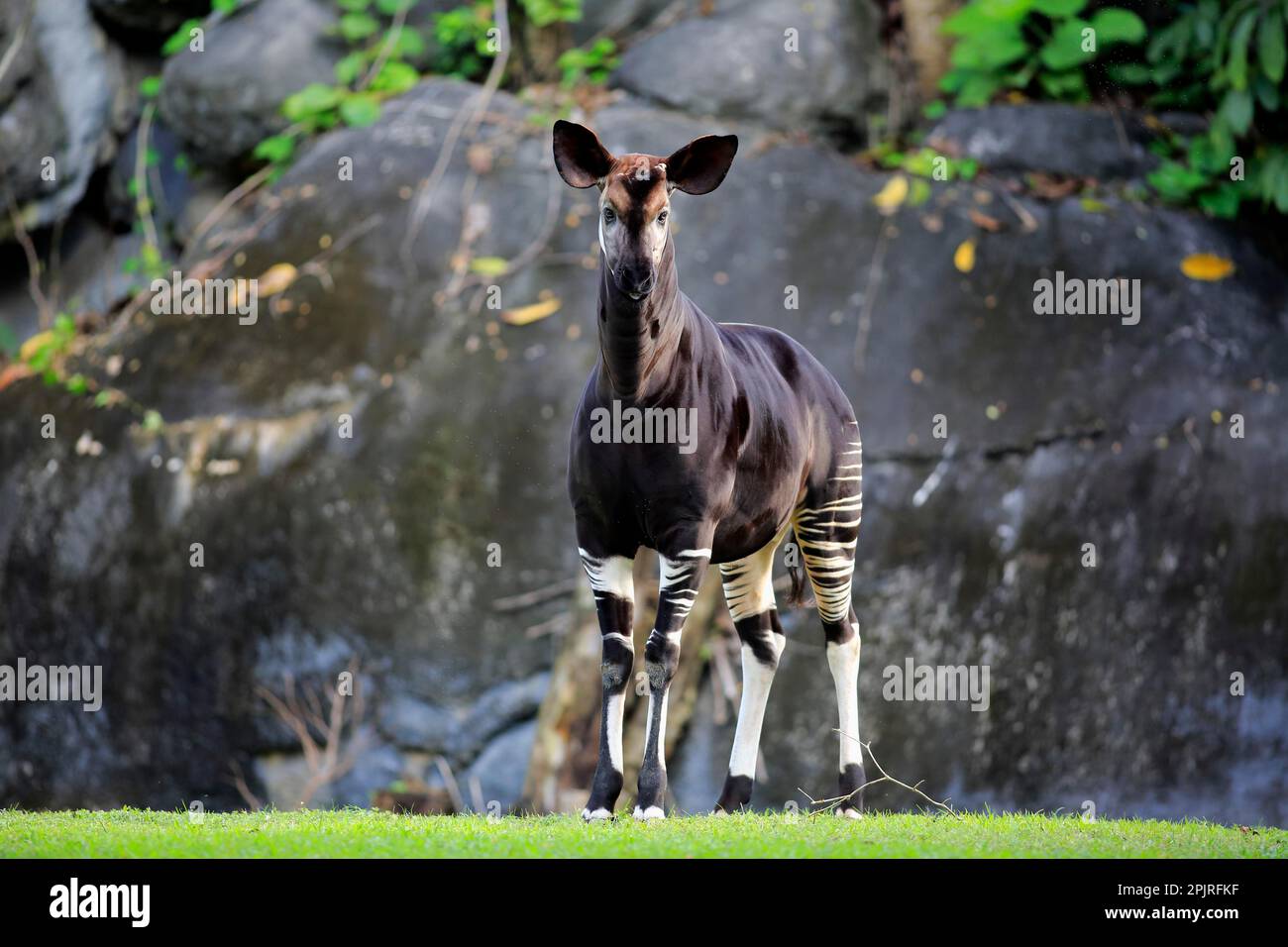 Okapi (Okapia johnstoni), adult Stock Photo - Alamy
