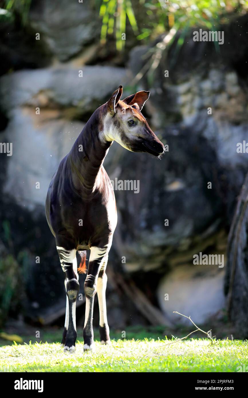 Okapi (Okapia johnstoni), adult Stock Photo - Alamy