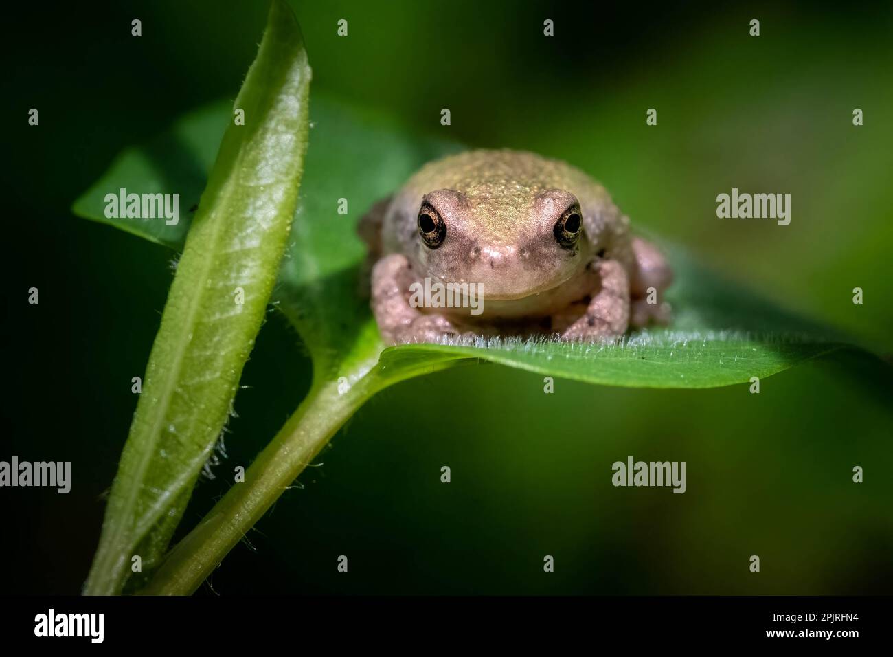 A young Cope's Gray Tree Frog sits contently upon a nice green leaf. Stock Photo