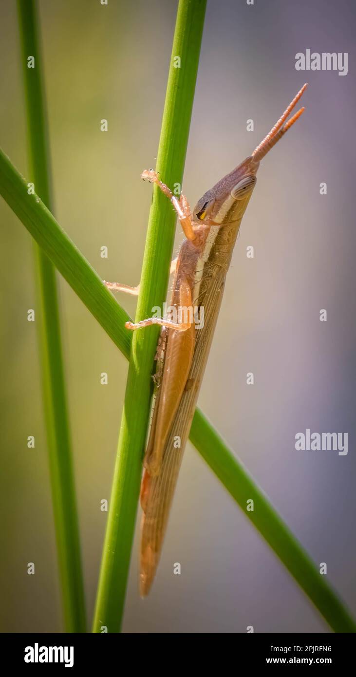 A Cattail Toothpick Grasshopper clings the a green stem. Raleigh, North Carolina. Stock Photo