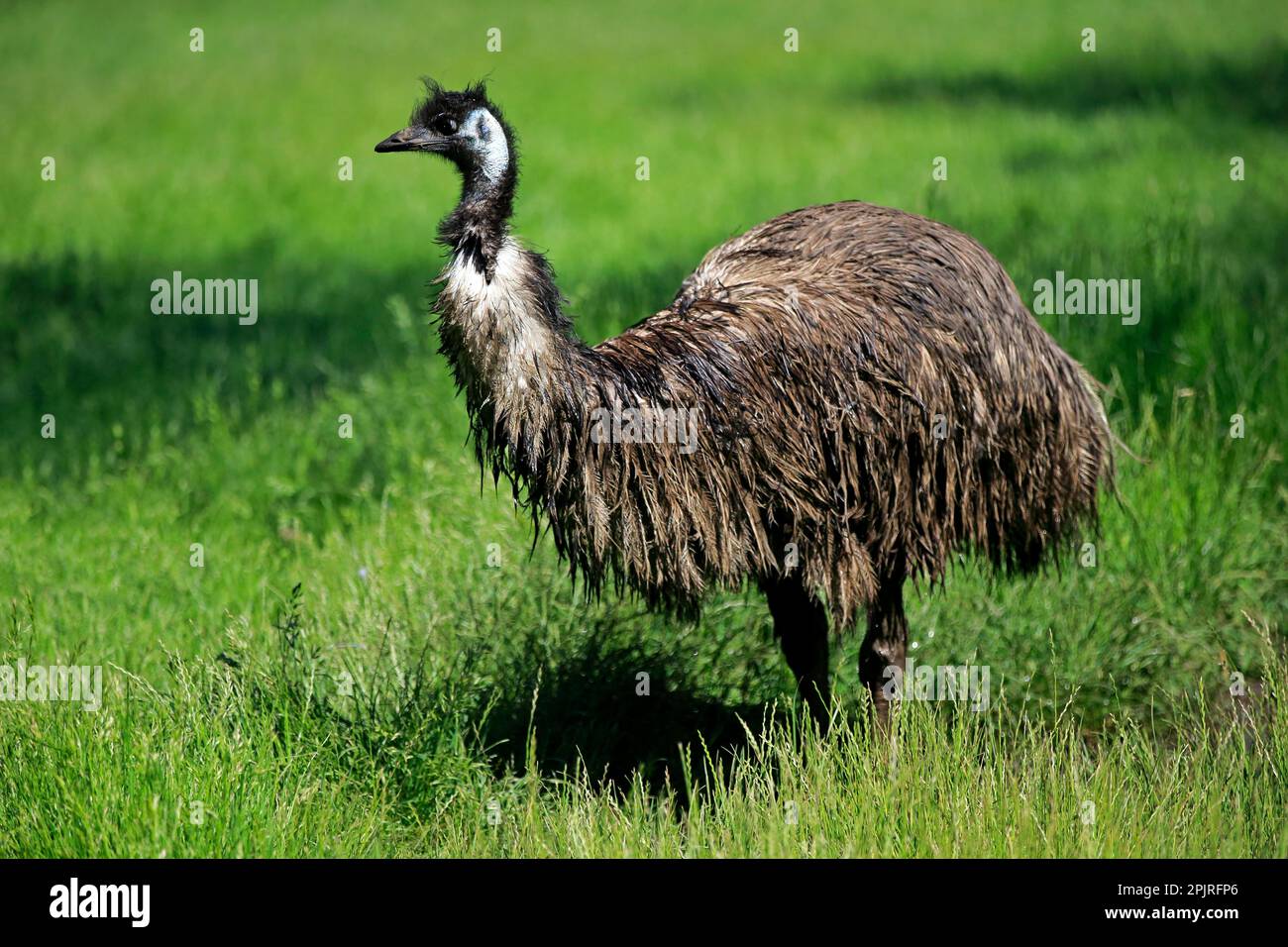 Emu front view hi-res stock photography and images - Alamy