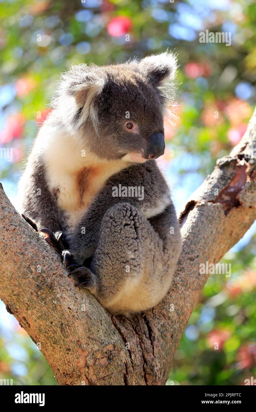 Australian koala kangaroo bear hi-res stock photography and images - Alamy