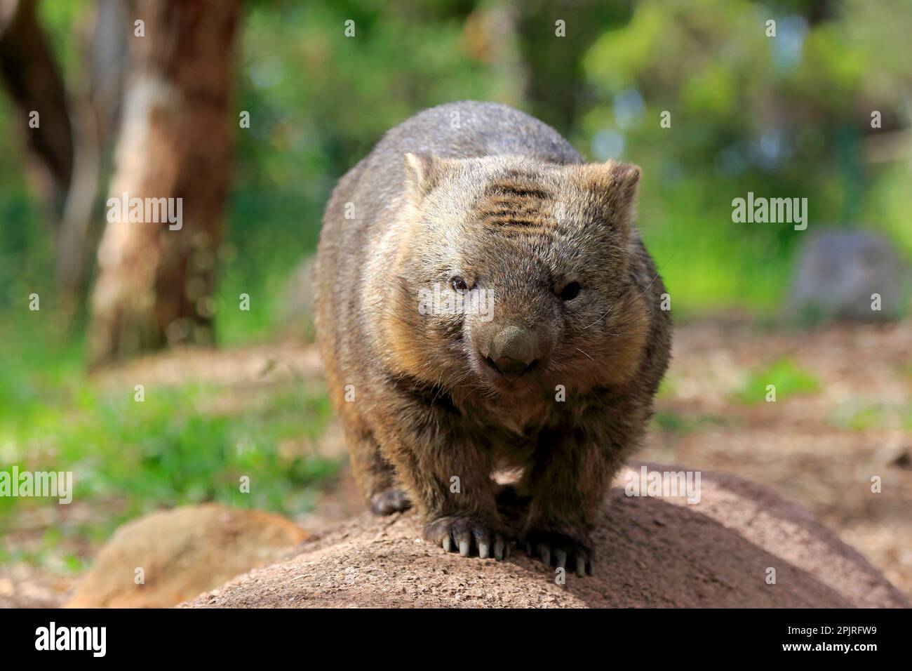 Wombat HD Wallpaper #01599 | wallpaperspick.com