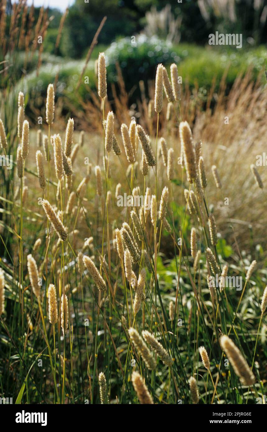 Bulbous Glossy Grass Stock Photo