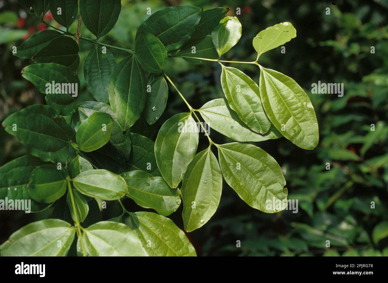 Common Nux vomica (Strychnos nux-vomica) Stock Photo