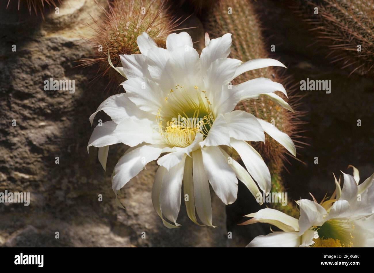 Cactus (Echinopsis huascha) Stock Photo