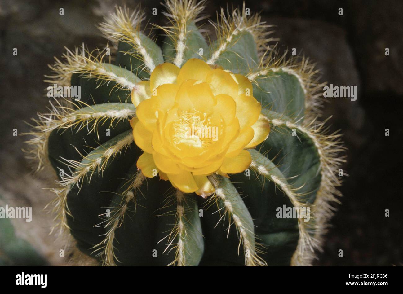 Balloon cactus (Parodia magnifica) Stock Photo