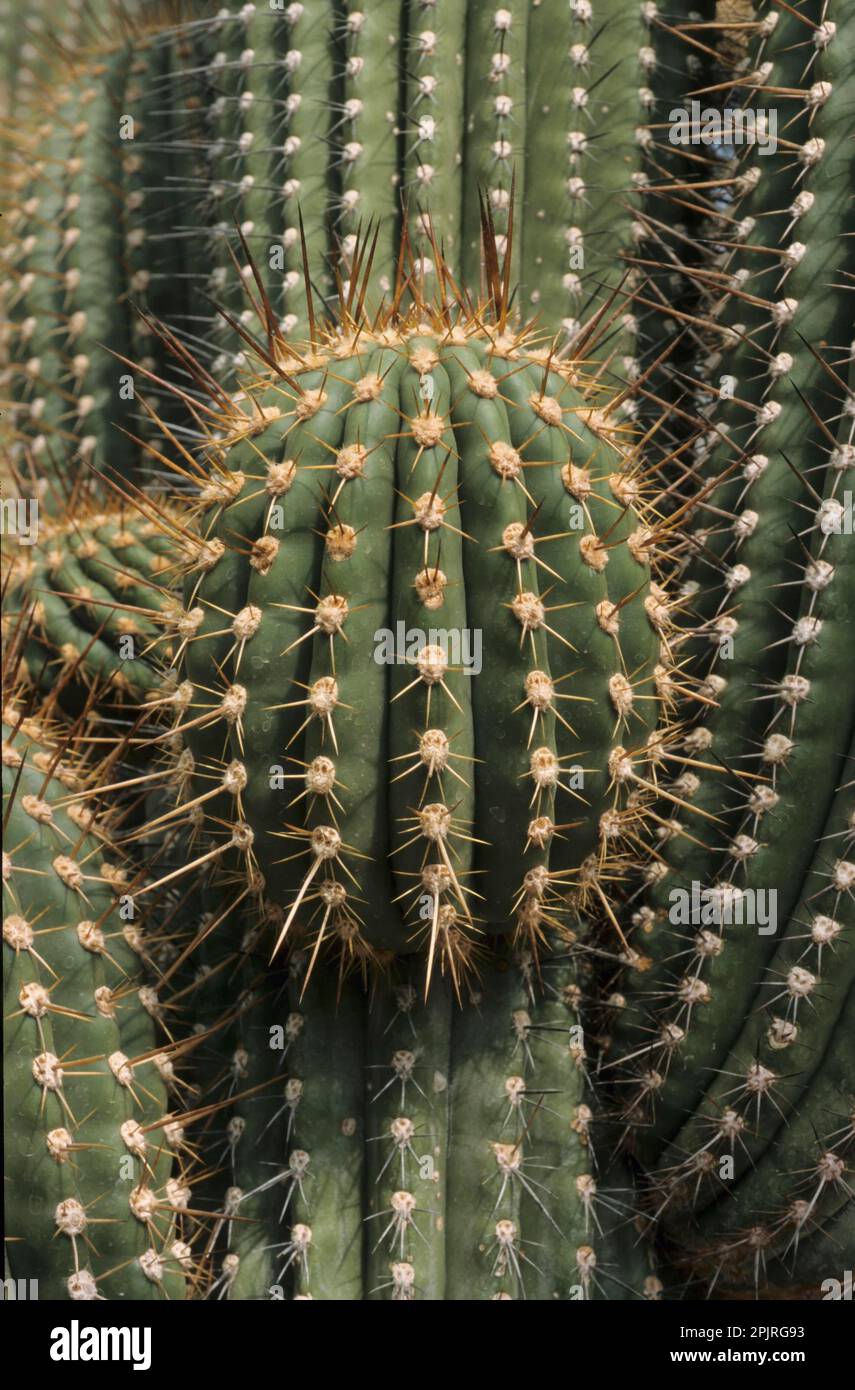 Cactus (Echinopsis huascha) Stock Photo