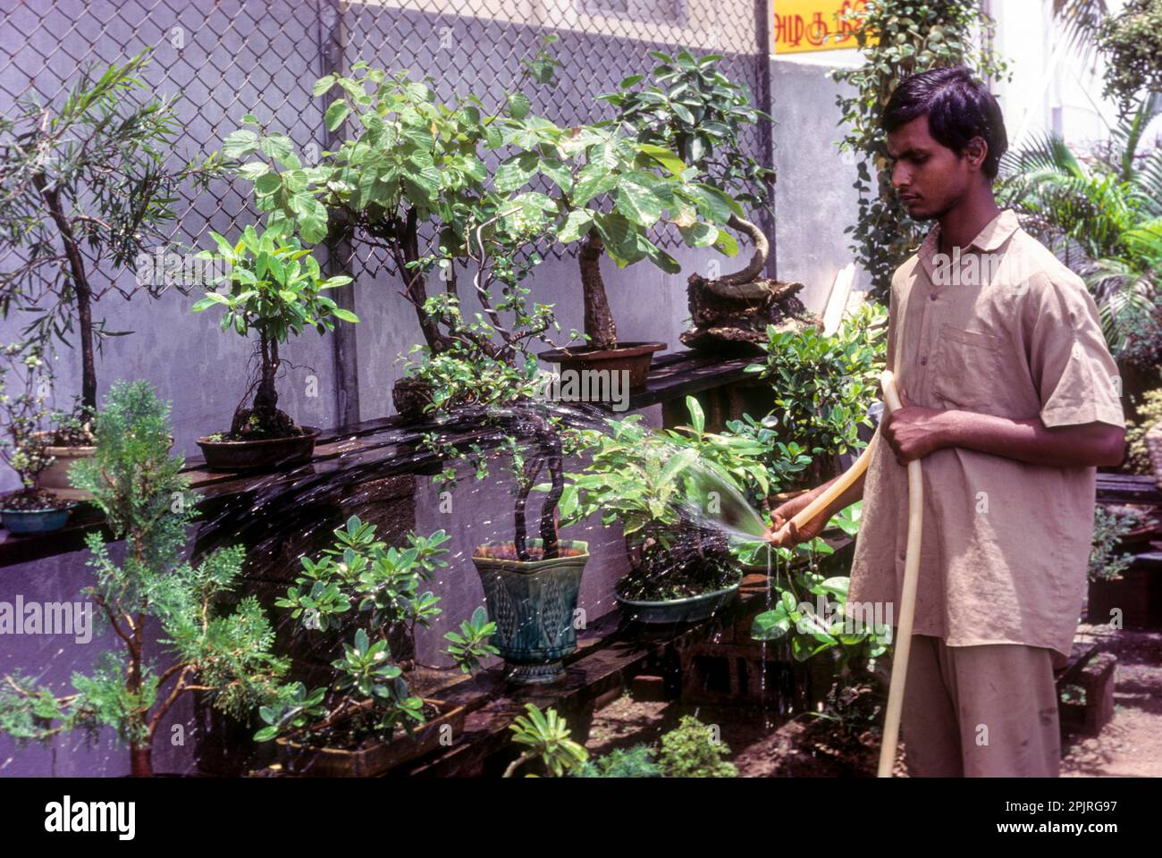 Watering bonsai garden at Coimbatore, Tamil Nadu, South India, India
