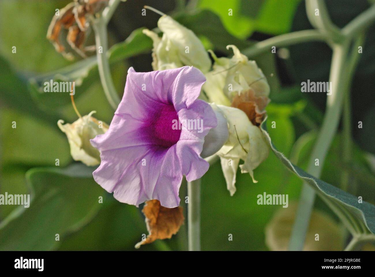 Hawaiian Baby Wood Rose Stock Photo Alamy