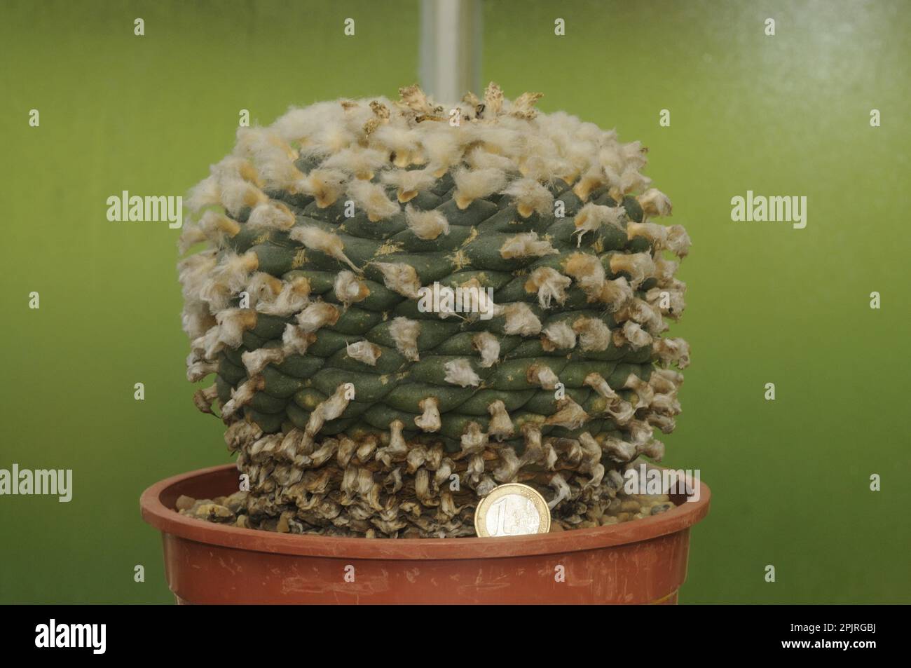Peyote Cactus Giant Specimen Stock Photo
