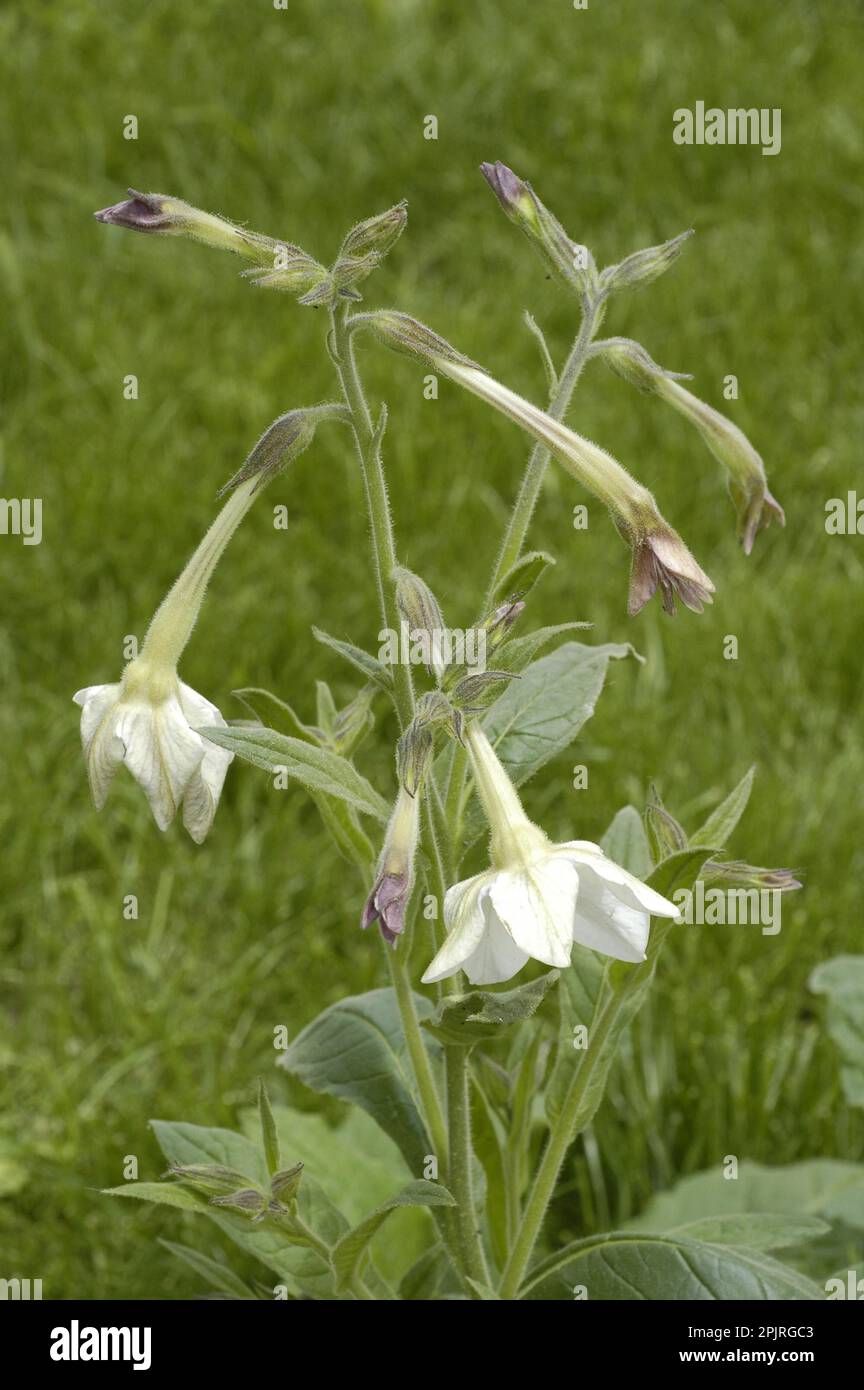 Long flowered tobacco Stock Photo