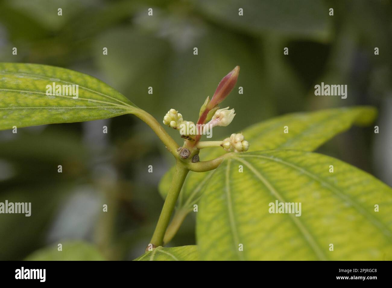 Ceylon Cinnamon Tree Stock Photo Alamy