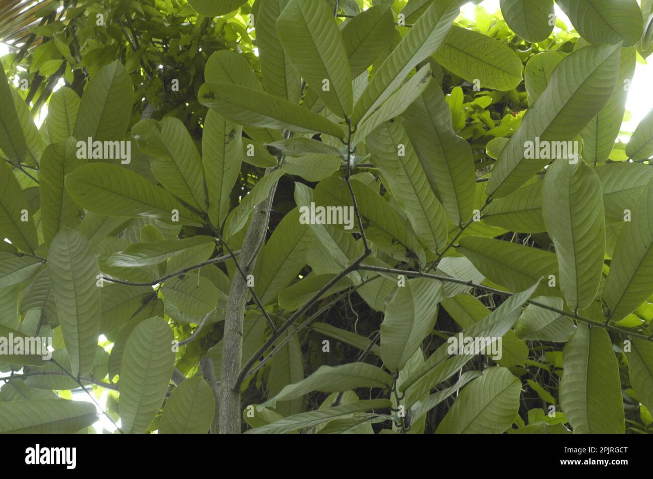 Calabash nutmeg tree Stock Photo Alamy