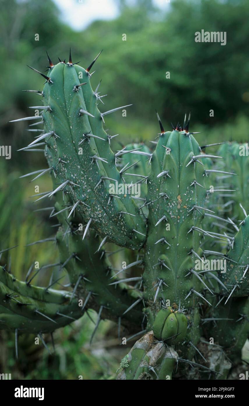 Blueberry cactus hi-res stock photography and images - Alamy