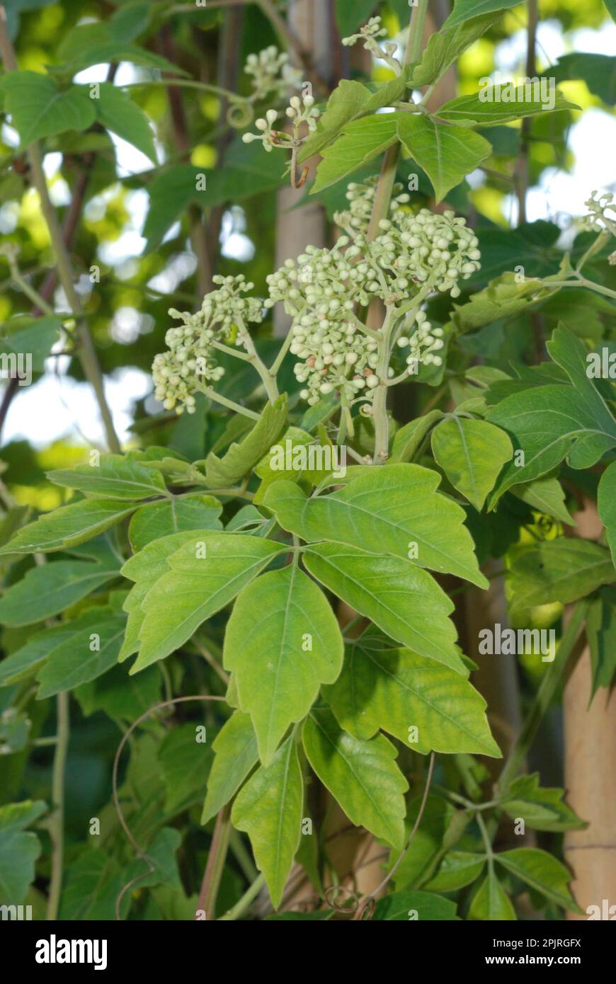 Guarana (Paullinia cupana Stock Photo Alamy