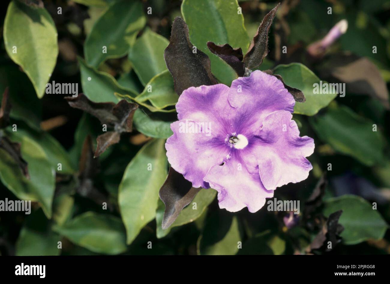 Manac Brunfelsia (Brunfelsia uniflora) Stock Photo