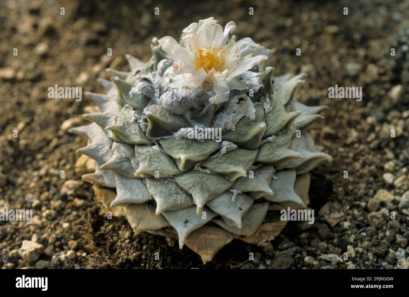 Truncated warty woolly fruit cactus Stock Photo