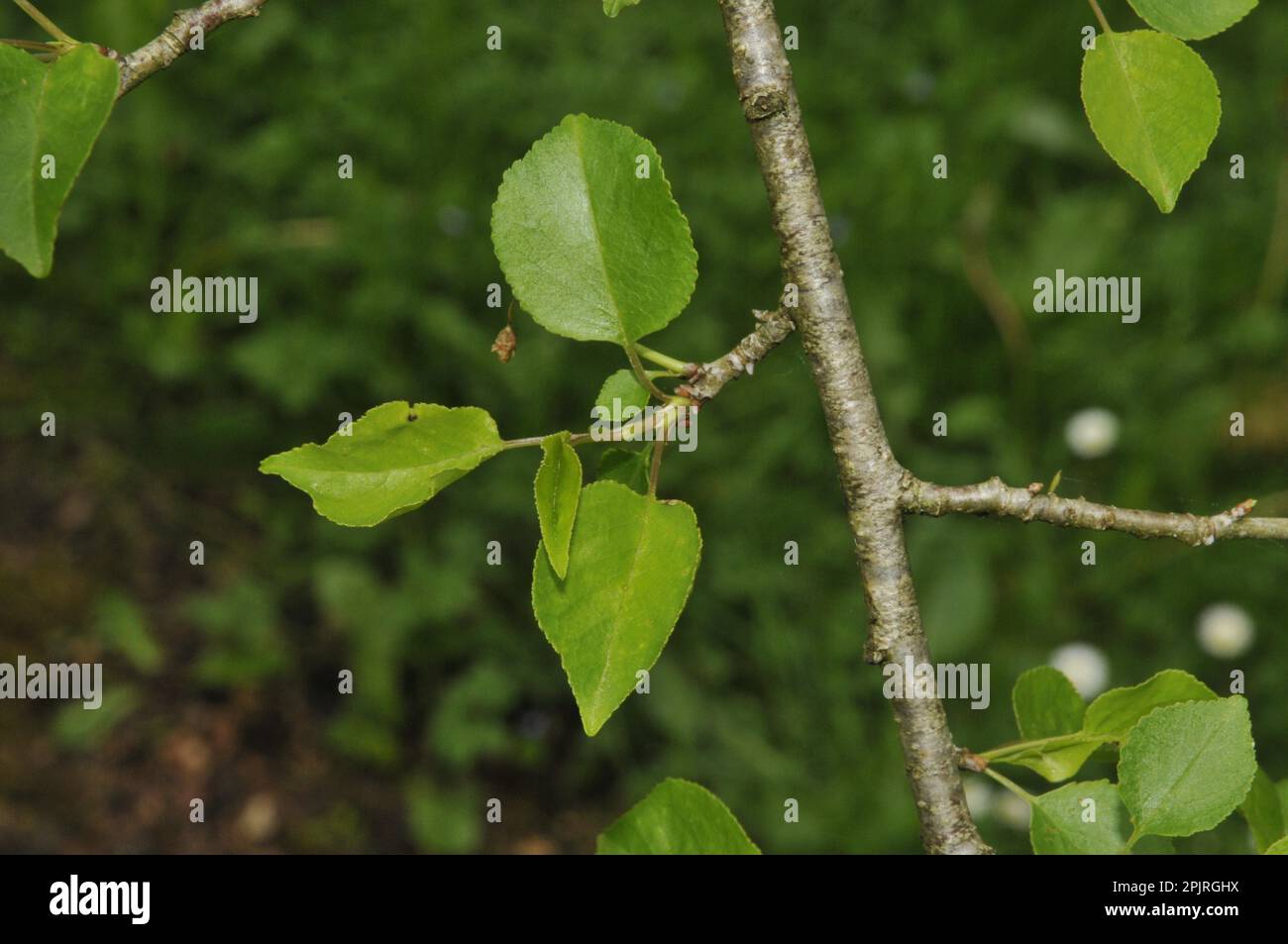 Stone Vetch (Prunus mahaleb) Stock Photo