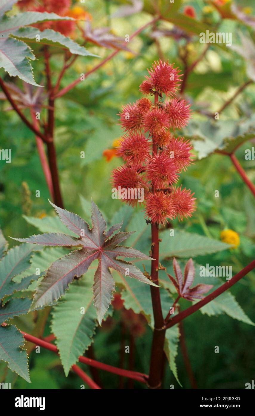 Palma Christi, Castor, castor oil plant (Ricinus communis Stock Photo ...