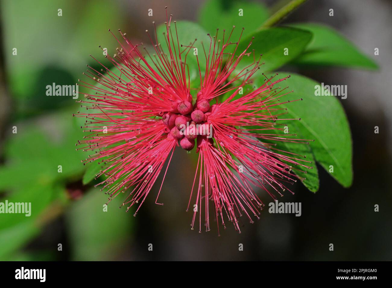 Brazilian Powder Puff Shrub Stock Photo Alamy