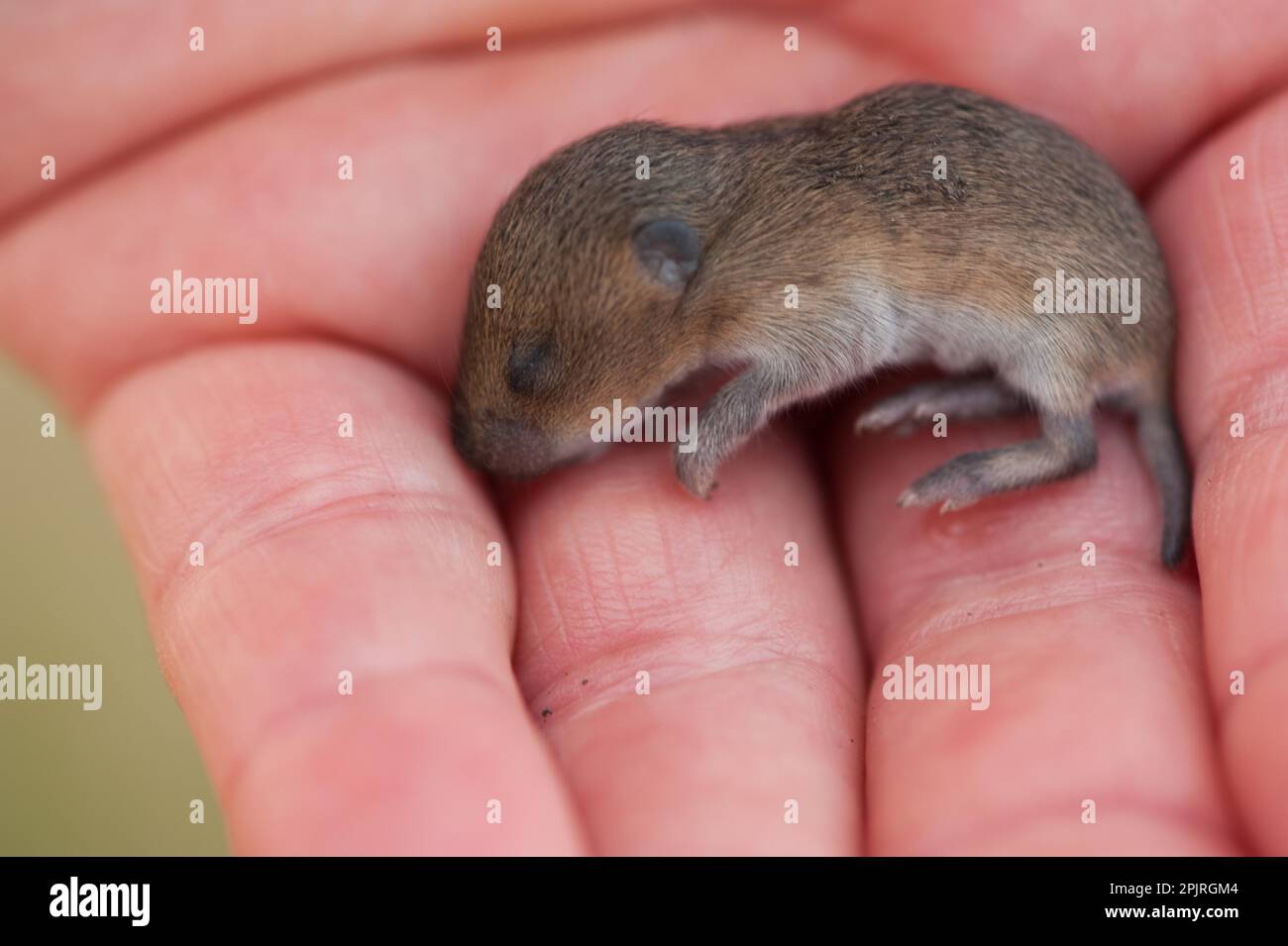 Field mouse, young Stock Photo - Alamy