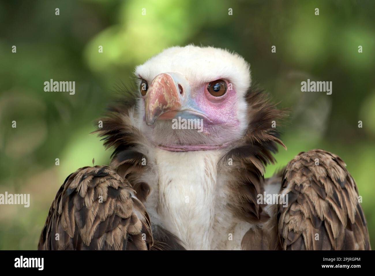 White-headed Vulture (Trigonoceps occipitalis Stock Photo - Alamy