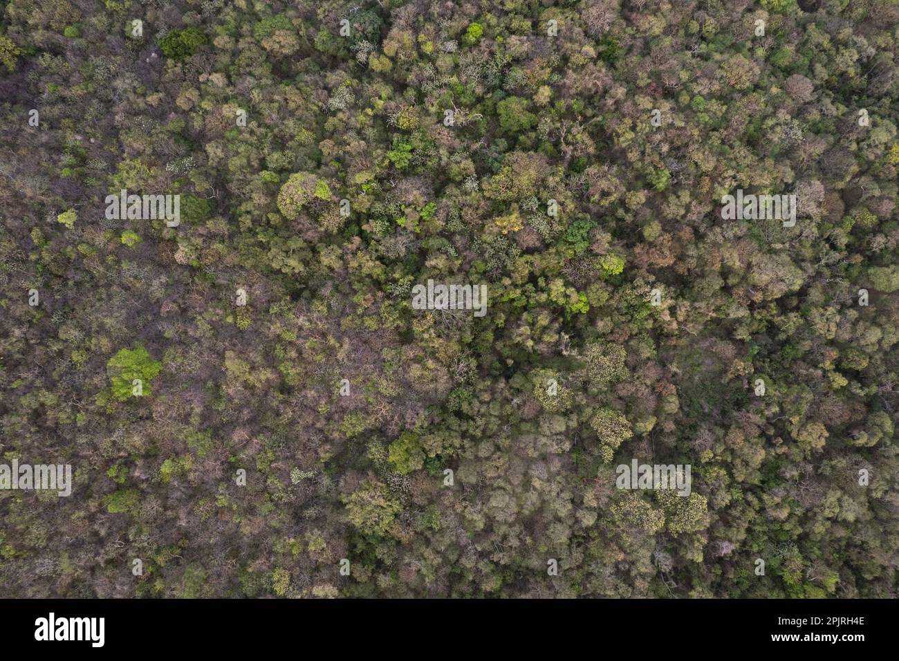 Jungle background hi-res stock photography and images - Alamy
