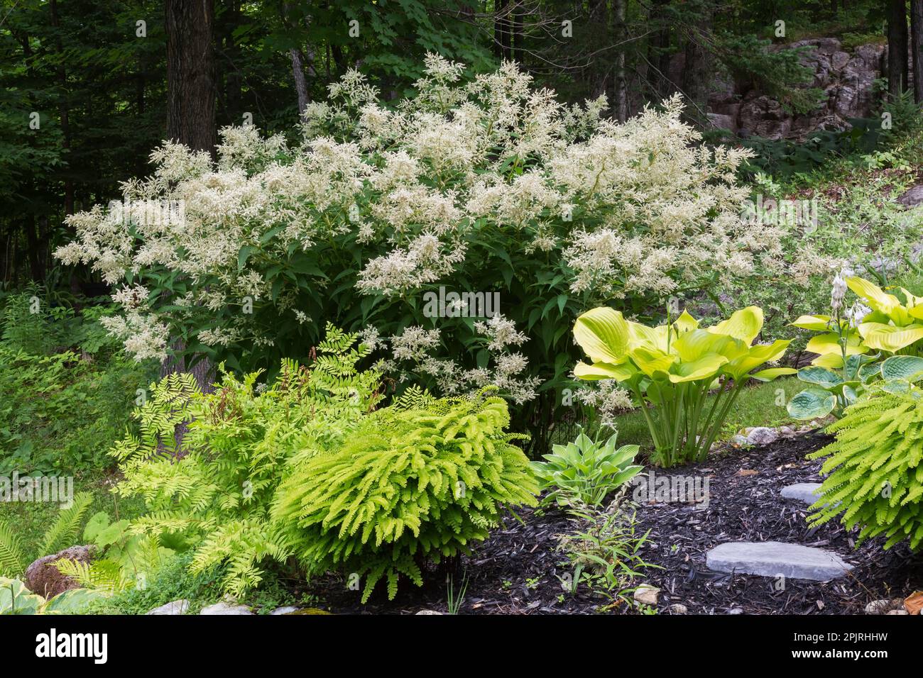 Adiantum pedatum - American Maidenhair Fern, Hosta and Persicaria polymorpha - Fleeceflower in rock edged border in backyard garden in spring. Stock Photo
