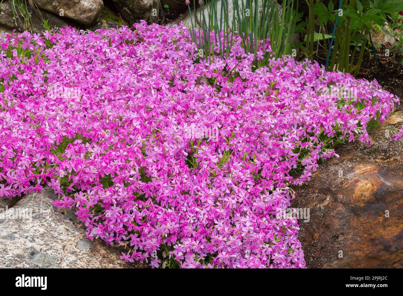 Phlox subulata 'Purple Beauty' in rock edged border in spring. Stock Photo