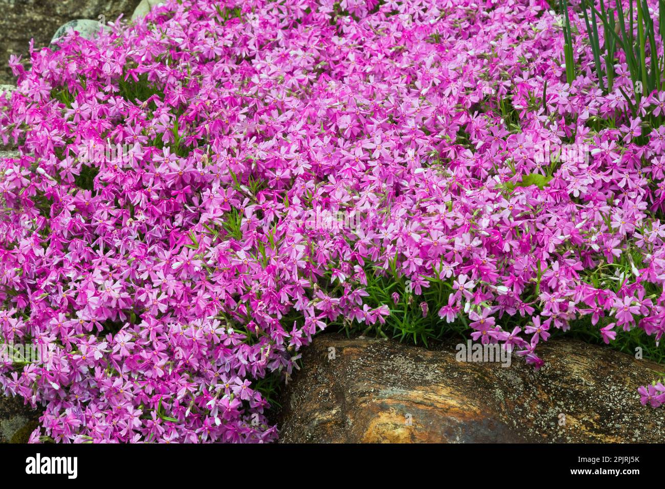 Phlox subulata 'Purple Beauty' in rock edged border in spring. Stock Photo