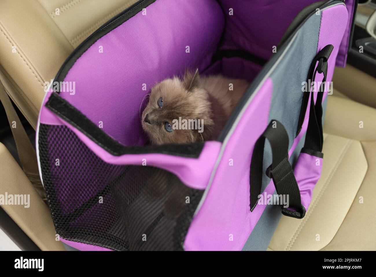 Cute grey cat inside pet carrier in car Stock Photo Alamy