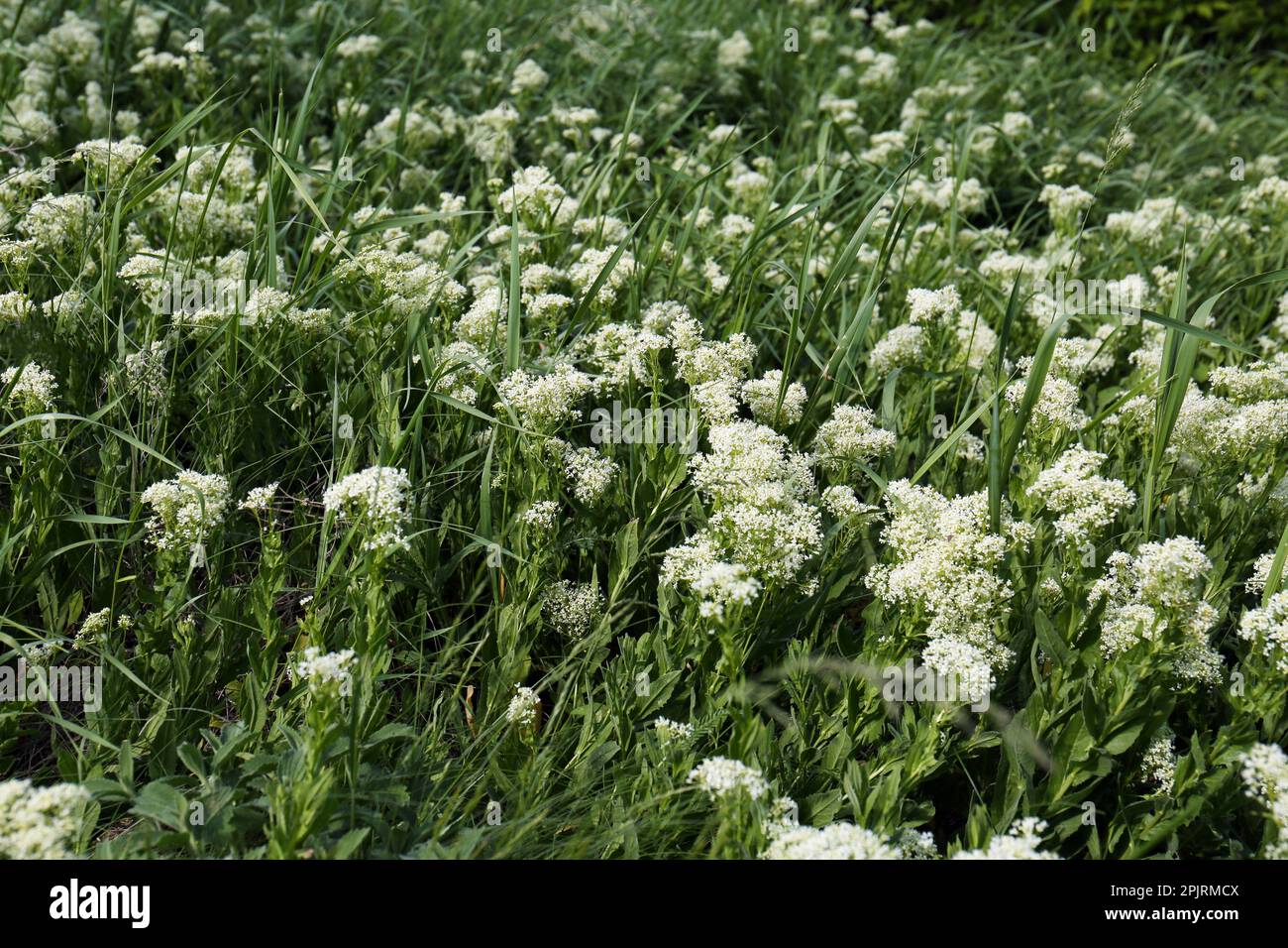 Beautiful white wildflowers growing in field on spring day Stock Photo ...