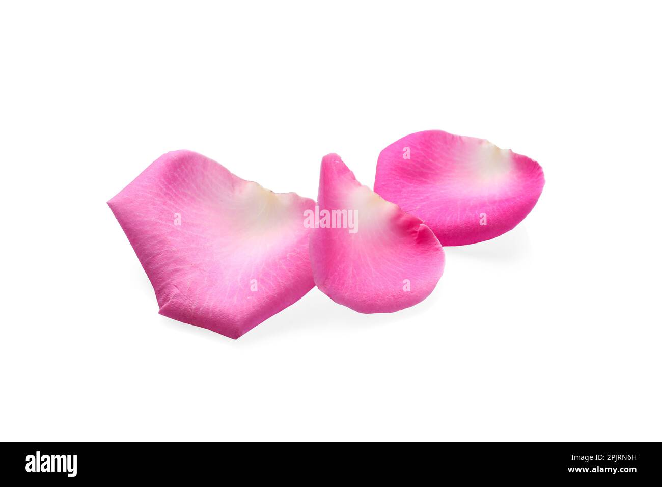 Many pink rose petals on white background Stock Photo - Alamy