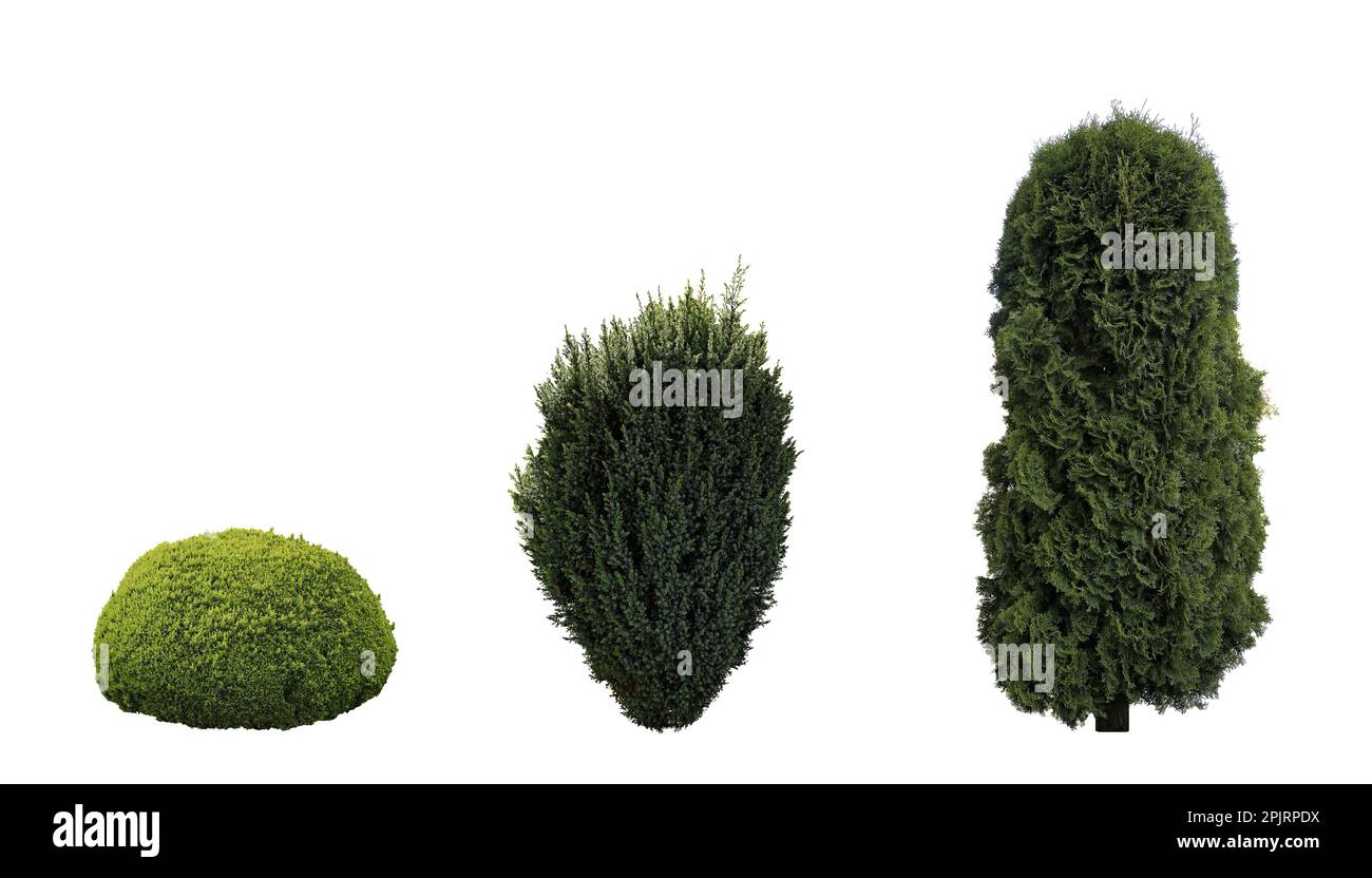 Set with beautiful green coniferous shrubs on white background Stock Photo