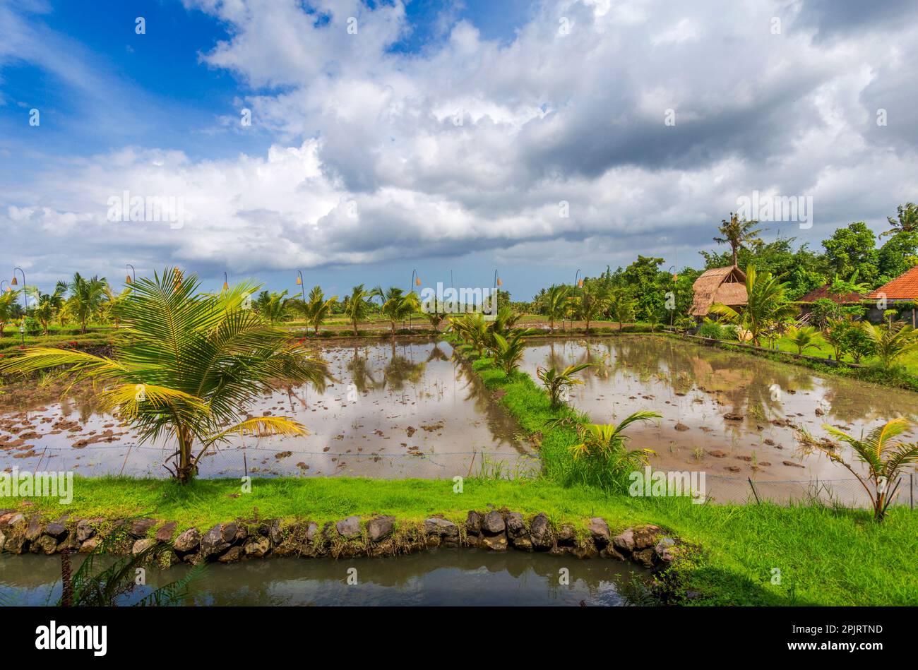 Season rice planting hi-res stock photography and images - Alamy