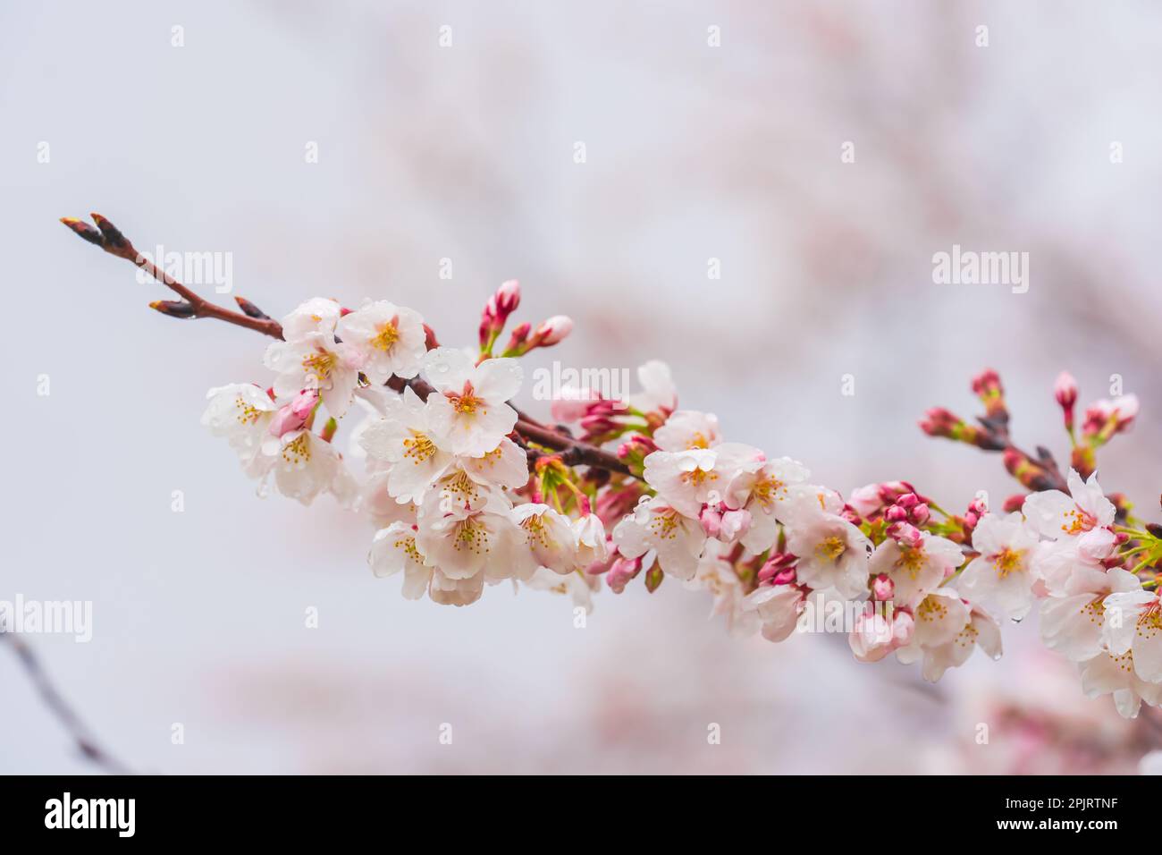 Kumagaya Sakura Tsutsumi on a rainy day, Kumagaya Sakura Tsutsumi ...