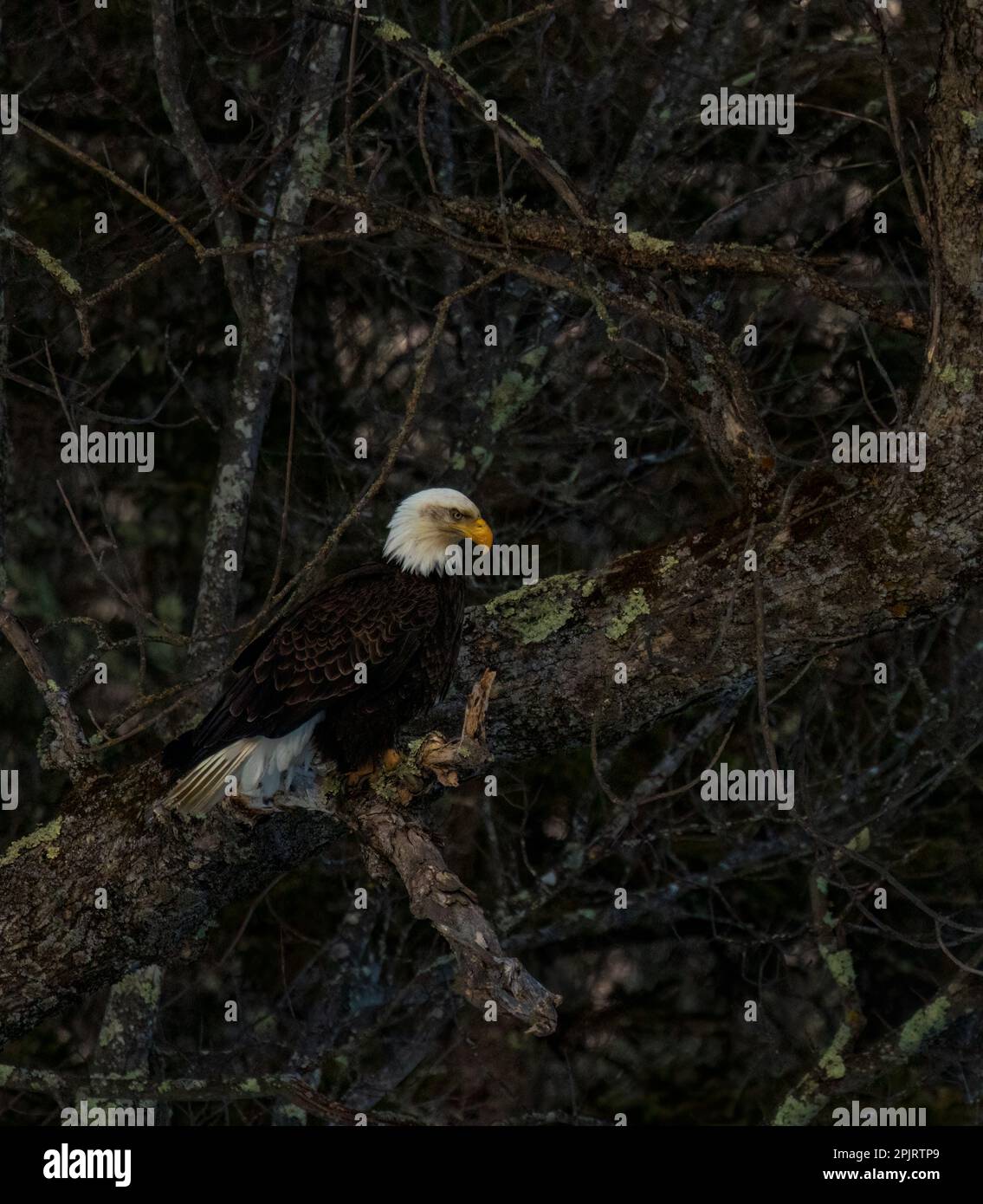 Bald eagle watching a Canada goose on the Chippewa River in northern