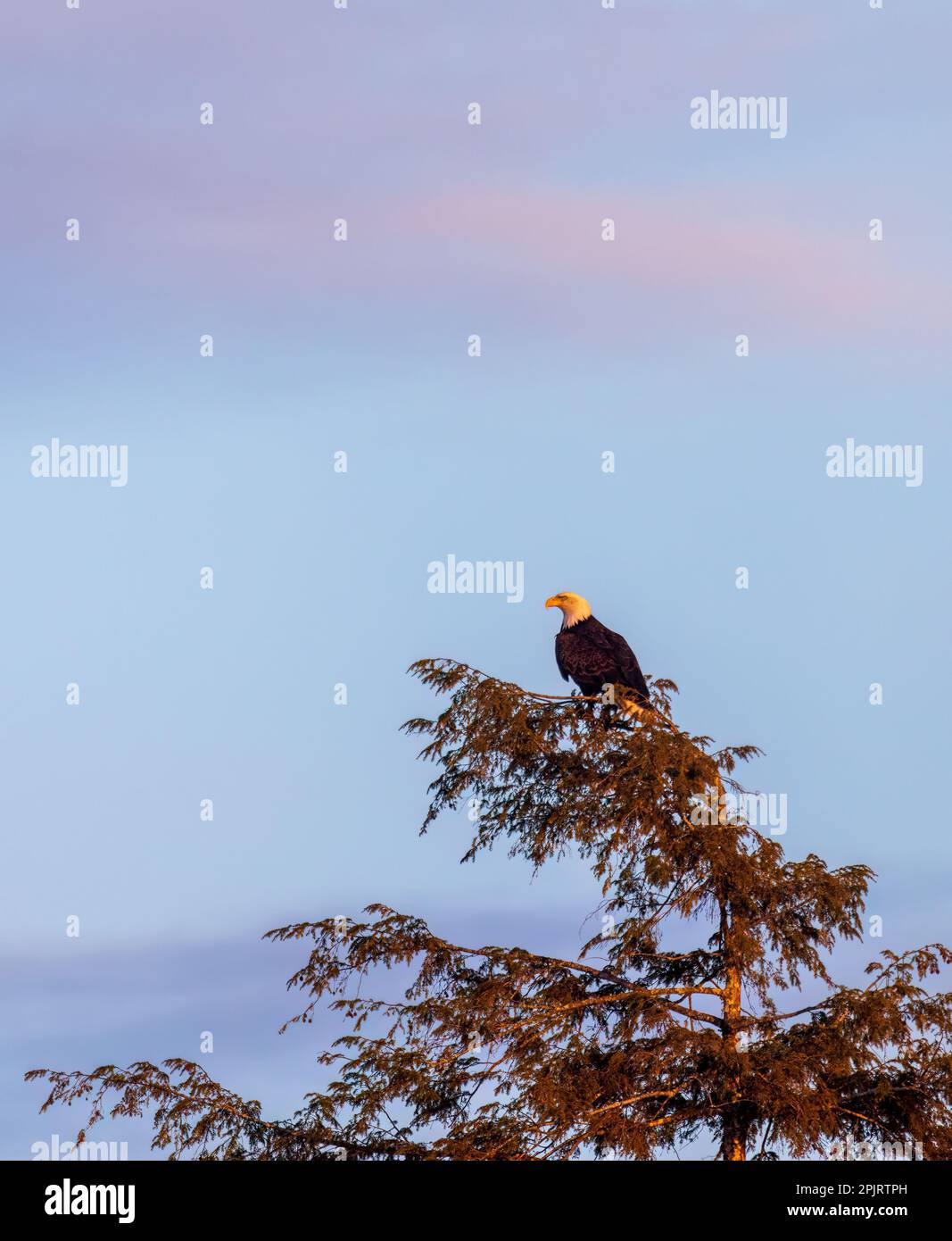 Bald eagle in northern Wisconsin Stock Photo Alamy